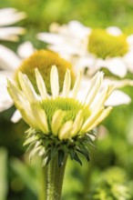 Flower with yellow petals and green centre in close-up, focused in front of blurred background,