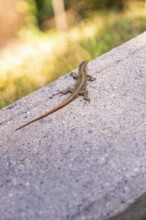 Lizard sitting on a concrete path, illuminated by sunlight, in a quiet summer day atmosphere,