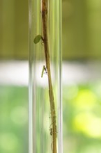 A grasshopper and a mantis climb up a stem in a glass tube, Botanical Garden, Gardens of