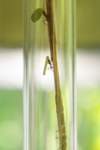 A grasshopper and a mantis climb up a stem in a glass tube, Botanical Garden, Gardens of