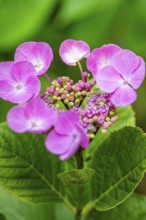Pink hydrangea flowers with green leaves in the foreground glow vividly, Botanical Garden, The