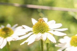 A bee sits on a daisy and collects nectar in the summer air, Botanical Garden, The Gardens of