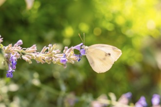A butterfly sits on lavender flowers in the sunlight against a blurred green backdrop, Botanical
