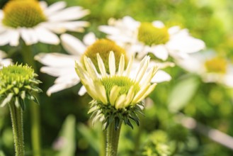 Several yellow and white flowers in close-up, surrounded by green foliage in a summer atmosphere,