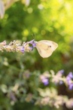 White butterfly sitting on a purple flower in nature, surrounded by soft light and blur, Botanical