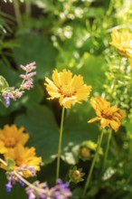 Yellow flowers in full bloom, flooded with sunlight, surrounded by green foliage in a garden,