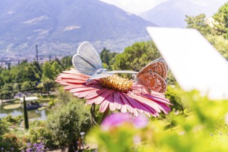 Two large plastic butterflies on a flower with a view of the mountains, Botanical Gardens, The