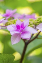Close-up of a delicate pink flower with a green, blurred background, Botanical Garden, The Gardens