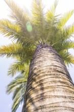 View from below of a palm tree illuminated by the sun, Botanical Gardens, The Gardens of