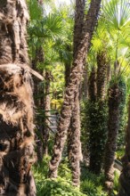 Close-up of palm trunks in a dense, sunny jungle, Botanical Garden, The Gardens of Trauttmansdorff