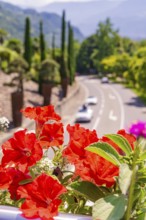 Vibrant red flowers line a street in a sunny landscape, Botanical Garden, The Gardens of
