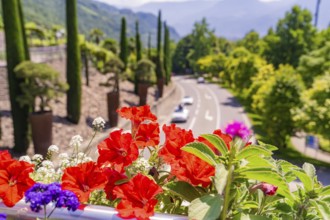 Red and purple flowers with a street view in a mountainous region, Botanical Garden, The Gardens of