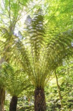 Large fern leaves rise up in a bright, sunny forest, Botanical Garden, The Gardens of