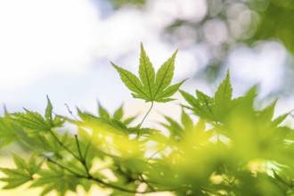 Green maple leaves, illuminated by sunlight, in focus, Botanical Garden, The Gardens of