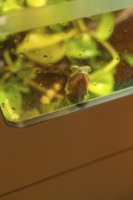 A chameleon in a terrarium sits between damp green leaves, Botanical Garden, The Gardens of