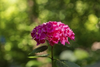 A pink hydrangea flower glows in the sunlight, surrounded by green nature, Botanical Garden, The