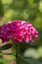 A pink hydrangea flower under sunlit leaves, Botanical Garden, The Gardens of Trauttmansdorff