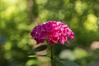 Pink flowering hydrangea in front of a green blurred background in the sunshine, Botanical Garden,