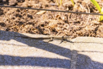 Lizard sunbathing on a stone under a taut wire, Botanical Garden, The Gardens of Trauttmansdorff