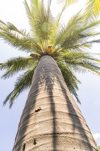 View of a palm crown from below against a bright blue sky, Botanical Gardens, The Gardens of