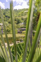 View through palm leaves to a lake with lush tropical vegetation, Botanical Gardens, The Gardens of