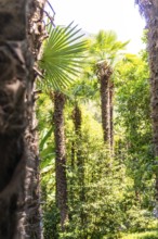 View of tall palm trees amidst dense tropical vegetation, Botanical Gardens, The Gardens of
