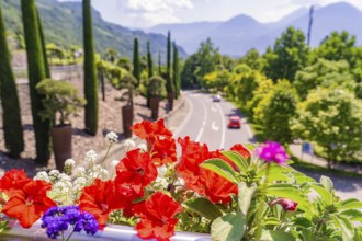 Colourful flowers and cypresses line a street with mountain views, Botanical Garden, The Gardens of
