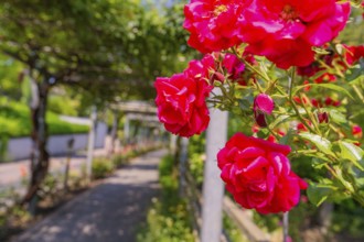 Red roses blooming along a sunny, shady garden path, Botanical Garden, The Gardens of