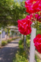 A row of red roses along a tree-lined garden path, Botanical Gardens, The Gardens of