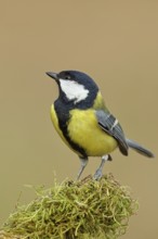 Great tit (Parus major), sitting on moss-covered dead wood, Wilnsdorf, North Rhine-Westphalia,