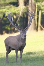 Red deer (Cervus elaphus) during rutting season, capital stag, twenty hinds, running across a
