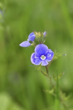 Flower of Gamander speedwell (Veronica chamaedrys), in a deciduous forest, blue blossom, spring,