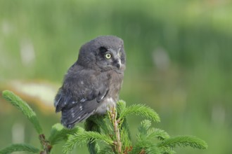 Great horned owl (Aegolius funereus), young bird sitting on the top of a spruce, European spruce