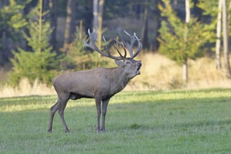 Red deer (Cervus elaphus) in rutting season, capital stag, twenty hinds, roaring in a forest