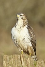 Buzzard (buteo buteo), light-coloured variant, light morph, side view, animal portrait, wildlife,