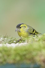 Siskin (Carduelis spinus), male sitting on moss, mossy ground, Wilnsdorf, North Rhine-Westphalia,
