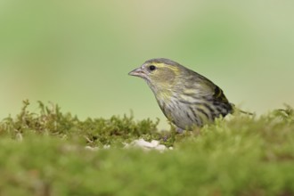 Siskin (Carduelis spinus), female sitting on moss, mossy ground, Wilnsdorf, North Rhine-Westphalia,