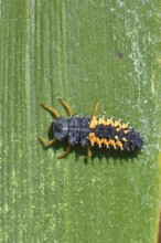 Ladybird larva, seven-spot ladybird (Coccinella septempunctata), insect larva, beneficial insect,