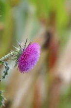 Flower head of the Musk Thistle (Carduus nutans, also known as nodding thistle), by the wayside,