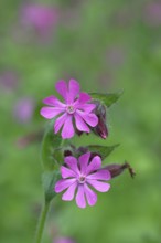 Red campion (Silene dioica), close-up of a flower in a meadow, Wilnsdorf, North Rhine-Westphalia,