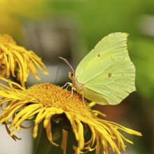 Lemon butterfly (Gonepteryx rhamny) on a yellow flower of a Great Telekie (Telekia speciosa), macro
