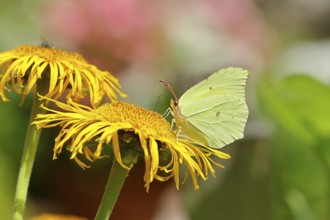 Lemon butterfly (Gonepteryx rhamny) on a yellow flower of a Great Telekie (Telekia speciosa),
