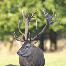 Red deer (Cervus elaphus), capital stag in a forest clearing, Zwanzigender, animal portrait,