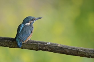 Kingfisher (Alcedo atthis), freshly fledged young bird, still dull plumage colours sitting on a