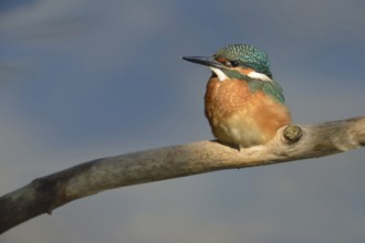 Kingfisher (Alcedo atthis), this year's young bird in the light spot, which emphasises the