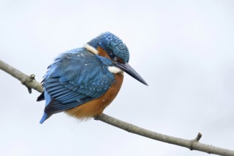 In winter... Kingfisher (Alcedo atthis) with snowflakes on its back, hunting for small fish,