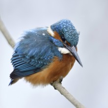 Iridescent blue and orange... Kingfisher (Alcedo atthis), male in winter in the snow, in light
