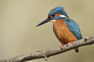 Erect feather cap... Kingfisher (Alcedo atthis) on its perch while hunting, also known as the