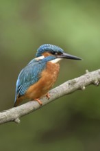 Along the stream... Kingfisher (Alcedo atthis), iridescent, particularly colourful native bird that