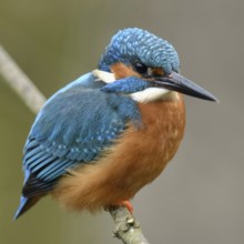 Typical picture... Kingfisher (Alcedo atthis) on perching branch, adult bird, male, recognisable by